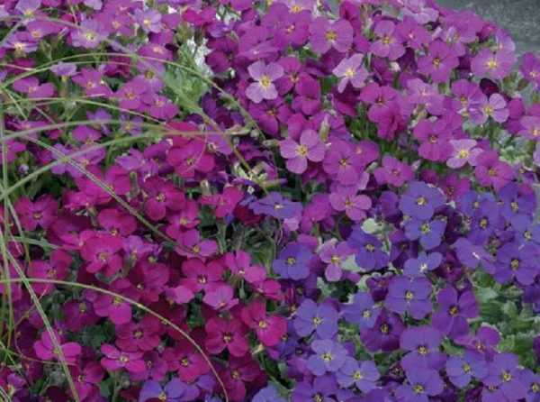 Aubretia 'Axcent™ Mixed' Perennial Plug Plants Pack x6