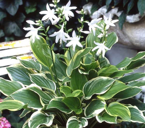 Hosta 'So Sweet' Perennial Garden Plug Plants 'Large' Pack x6