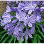 Agapanthus Ethels Joy Perennial Summer Flowering XXL Supersize Plug Plants Pack x3