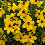 Coreopsis Imperial Sun™ XXL Supersize Plug Plants Pack x3
