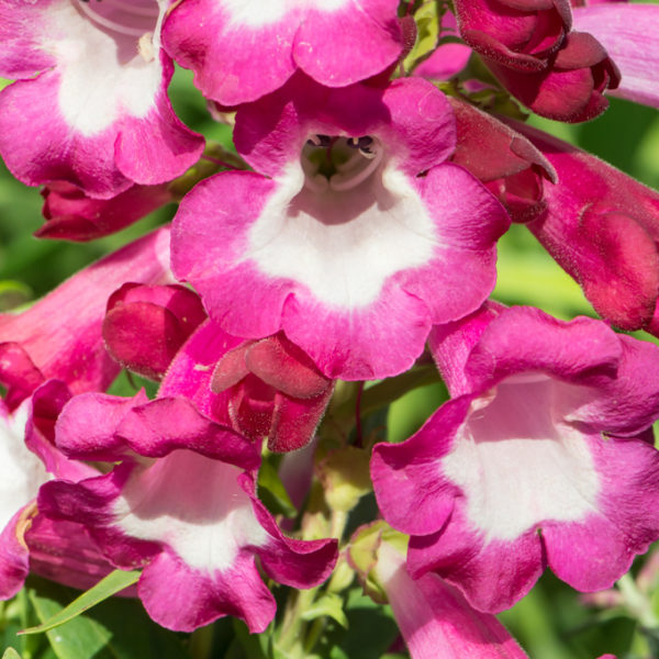 Penstemon Hartwegii Polaris™ Magenta Plug Plants Pack x6