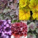 Heuchera 'Carnival Mix' Perennial Garden (LARGE) Plug Plants Pack x6