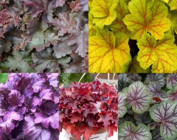 Heuchera 'Carnival Mix' Perennial Garden (LARGE) Plug Plants Pack x6