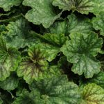 Heuchera 'Carnival Mix' Perennial Garden (LARGE) Plug Plants Pack x6