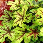 Heuchera 'Carnival Mix' Perennial Garden (LARGE) Plug Plants Pack x6