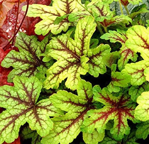 Heuchera 'Carnival Mix' Perennial Garden (LARGE) Plug Plants Pack x6