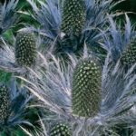 Erygium Alpinum Superbum (Blue Thistle) Perennial XXL Supersize Plug Plants Pack x3