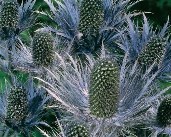 Erygium Alpinum Superbum (Blue Thistle) Perennial XXL Supersize Plug Plants Pack x3