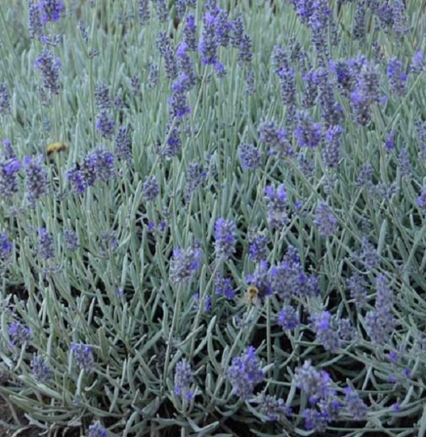 Lavender Lavandula Angustifolia Silver Mist Plug Plants Pack x6