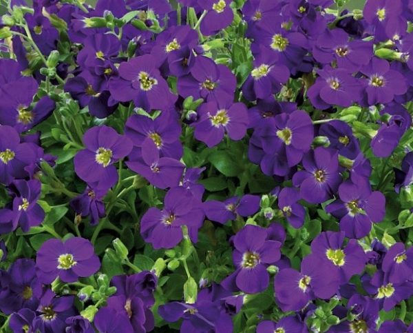 Aubretia x Hybrida Chianti Perennial Plug Plants Pack x6