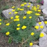 Achillea Dwarf Tomentosa Aurea Alpine Rockery Plug Plants Pack x6