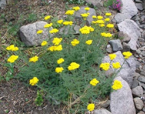 Achillea Dwarf Tomentosa Aurea Alpine Rockery Plug Plants Pack x6