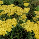 Achillea Dwarf Tomentosa Aurea Alpine Rockery Plug Plants Pack x6