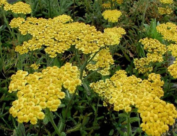 Achillea Dwarf Tomentosa Aurea Alpine Rockery Plug Plants Pack x6