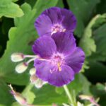 Hardy Geranium Phaeum 'Raven' Perennial XXL Supersize Plug Plants Pack x3