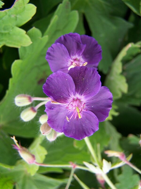 Hardy Geranium Phaeum 'Raven' Perennial XXL Supersize Plug Plants Pack x3