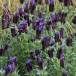 Lavender French Stoechas 'Blue Star' Perennial Plug Plants Pack x6