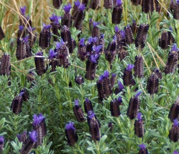 Lavender French Stoechas 'Blue Star' Perennial Plug Plants Pack x6