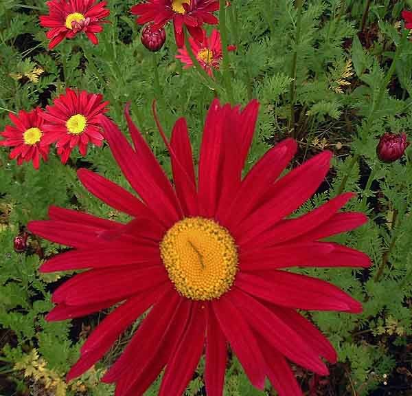 Pyrethrum Painted Daisy 'Robinson Red' Perennial Garden Plug Plants Pack x6