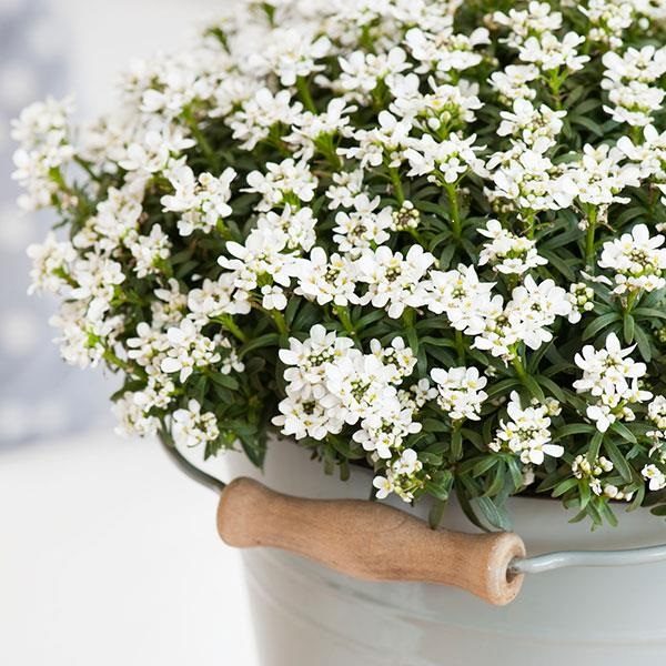 Iberis (Candytuft) Sempervirens 'Monte Bianco' Perennial Plug Plants Pack x6