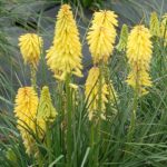 Kniphofia Dwarf POCO™ Yellow Perennial XXL Supersize Plug Plants Pack x3
