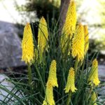 Kniphofia Dwarf POCO™ Yellow Perennial XXL Supersize Plug Plants Pack x3