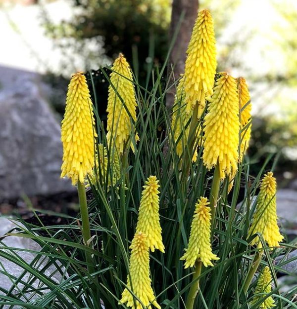 Kniphofia Dwarf POCO™ Yellow Perennial XXL Supersize Plug Plants Pack x3