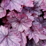 Heuchera x Hybrida CITY™ 'Shanghai' Perennial Large Plug Plants Pack x6