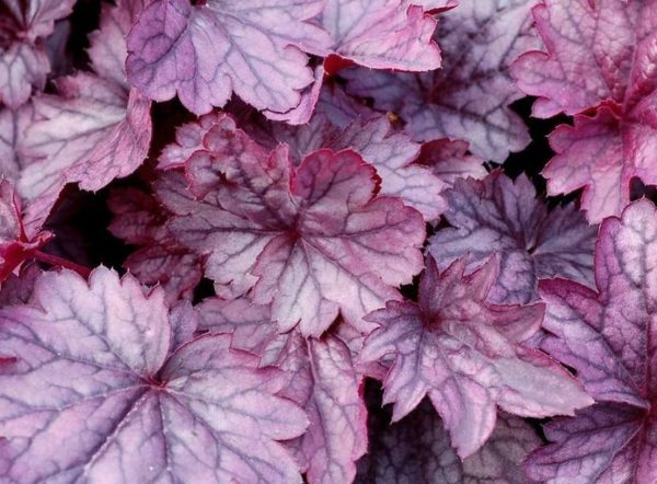 Heuchera x Hybrida CITY™ 'Shanghai' Perennial Large Plug Plants Pack x6
