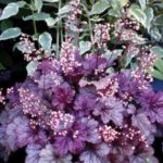 Heuchera x Hybrida CITY™ 'Shanghai' Perennial Large Plug Plants Pack x6