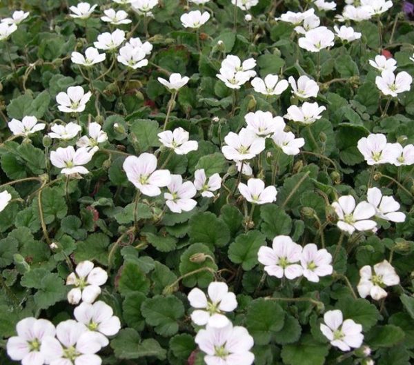 Erodium 'Bishop's White' Perennial Garden Plug Plants Pack x6