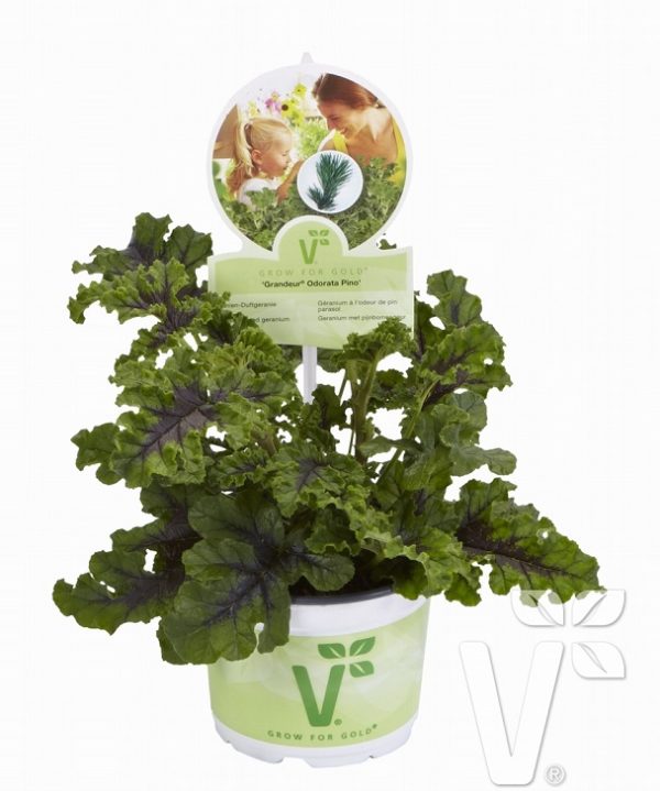 Geranium Scented Grandeur Odorata® Pino Pine Plug Plants Pack x6