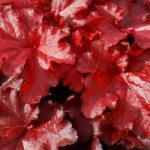 Heuchera x Hybrida 'Forever Red' Perennial Large Plug Plants Pack x6