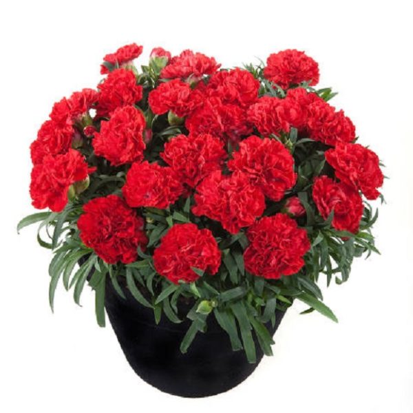 Dianthus Sunflor® 'Red Bull' Pinks Perennial Plug Plants Pack x6