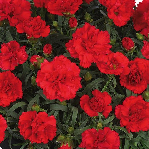 Dianthus Sunflor® 'Red Bull' Pinks Perennial Plug Plants Pack x6