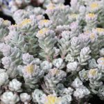 Sedum Stonecrop 'Cape Blanco' Alpine Plug Plants Pack x6
