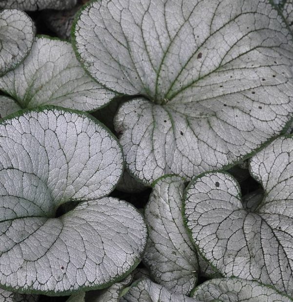 Brunnera Macrophylla 'Silver Heart' ' Perennial XXL Supersize Plug Plants Pack x3