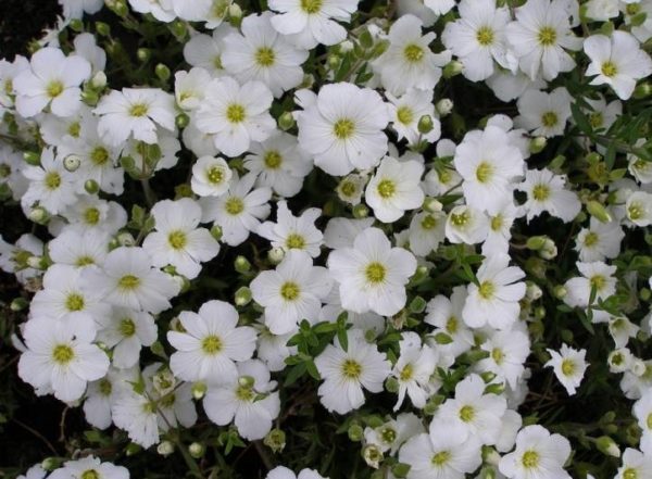 Pack x6 Arenaria Montana Compact "Rhonda" Perennial Plug Plants