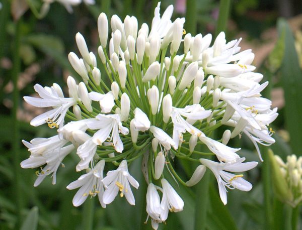 Agapanthus White 'Albus' Perennial Summer Flowering XXL Supersize Plug Plants Pack x3