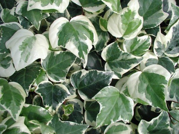 Hedera (Trailing Ivy) 'Gloire de Marengo' XXL Supersize Plug Plants Pack x3