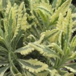 Lavender Variegated 'Meerlo' Perennial Plug Plants Pack x6