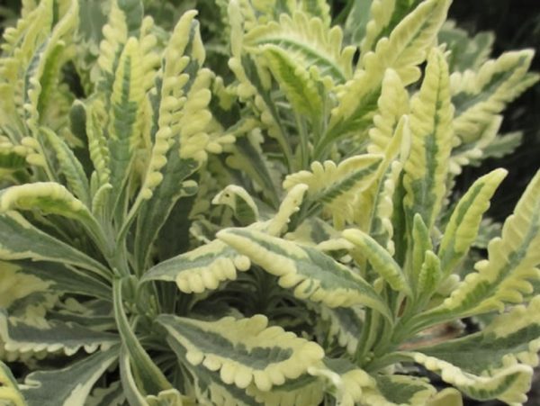 Lavender Variegated 'Meerlo' Perennial Plug Plants Pack x6