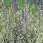 Lavender Variegated 'Meerlo' Perennial Plug Plants Pack x6