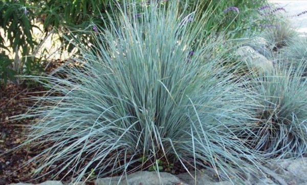 Grass Perennial Festuca Glauca 'Festina' Ornamental Grass Pack x6