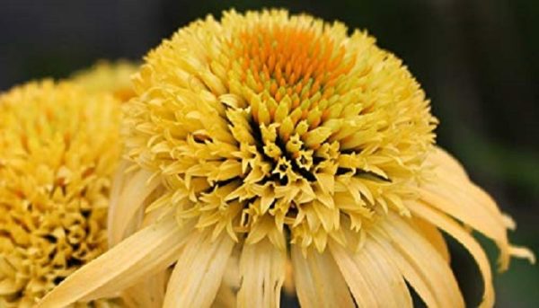 Echinacea (Coneflower) Papallo Semi Double Peach Perennial Plug Plants Pack x6