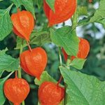 Physalis Franchetti 'Chinese Lanterns' Perennial XXL Supersize Plug Plants Pack x3
