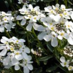 Iberis Sempervirens Dwarf Nevina 'Candytuft' Perennial Plug Plants Pack x6