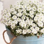Iberis Sempervirens Dwarf Nevina 'Candytuft' Perennial Plug Plants Pack x6