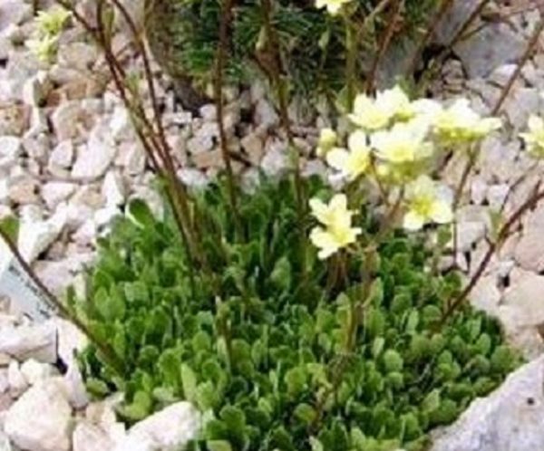 Saxifraga Paniculata 'Lutea' (Yellow) Plug Plants Pack x6