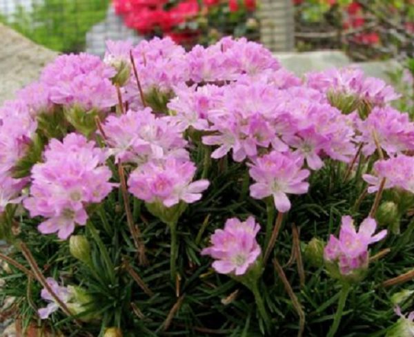 Armeria Caespitosa Perennial Alpine Plug Plants Pack x6